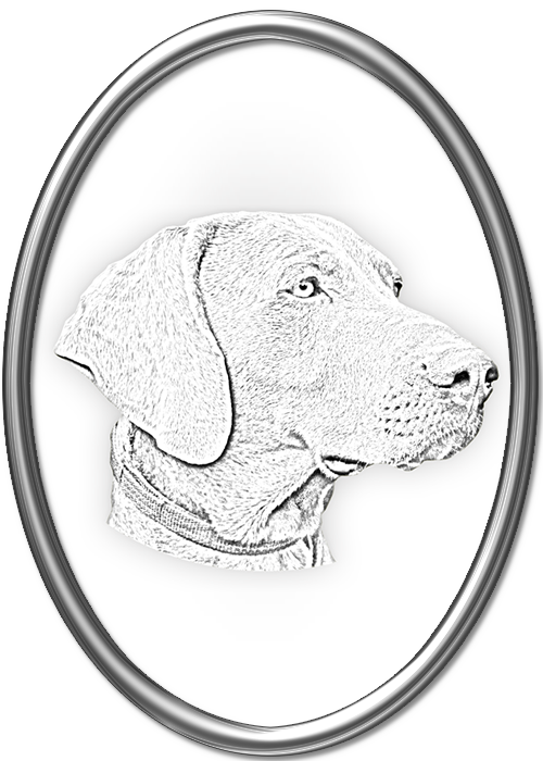 Weimaraner Drawing Head (500x700), Png Download