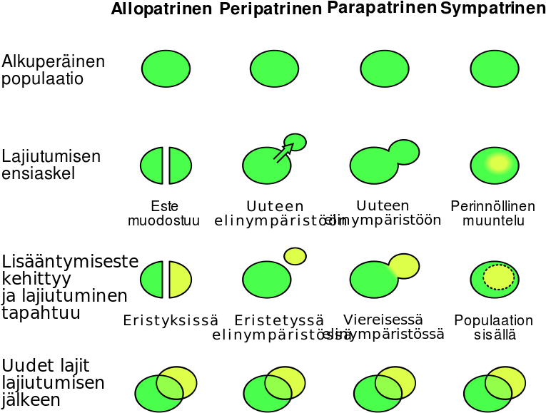 Lajiutumisen Neljä Mekanismia - Allopatric Speciation (800x640), Png Download