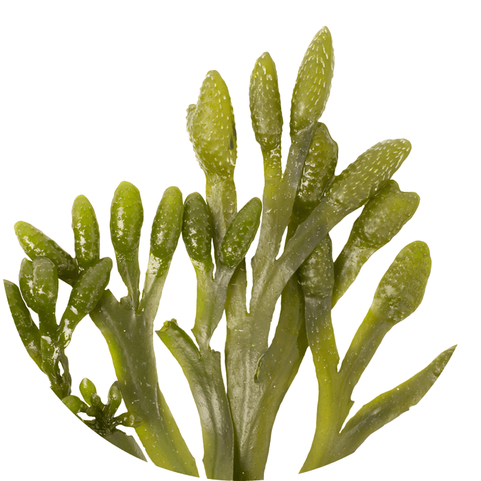 Phytoplankton - Annemarie Börlind Facial Care Beauty Secrets Phyo-lifting-cure (700x700), Png Download