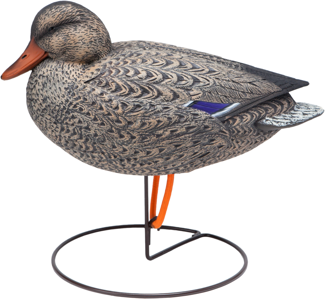 Field Mallards - Mallard (2048x1545), Png Download