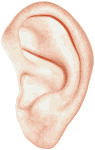 We've Been Talking About Marketing Paralysis - Ухо Png (407x640), Png Download