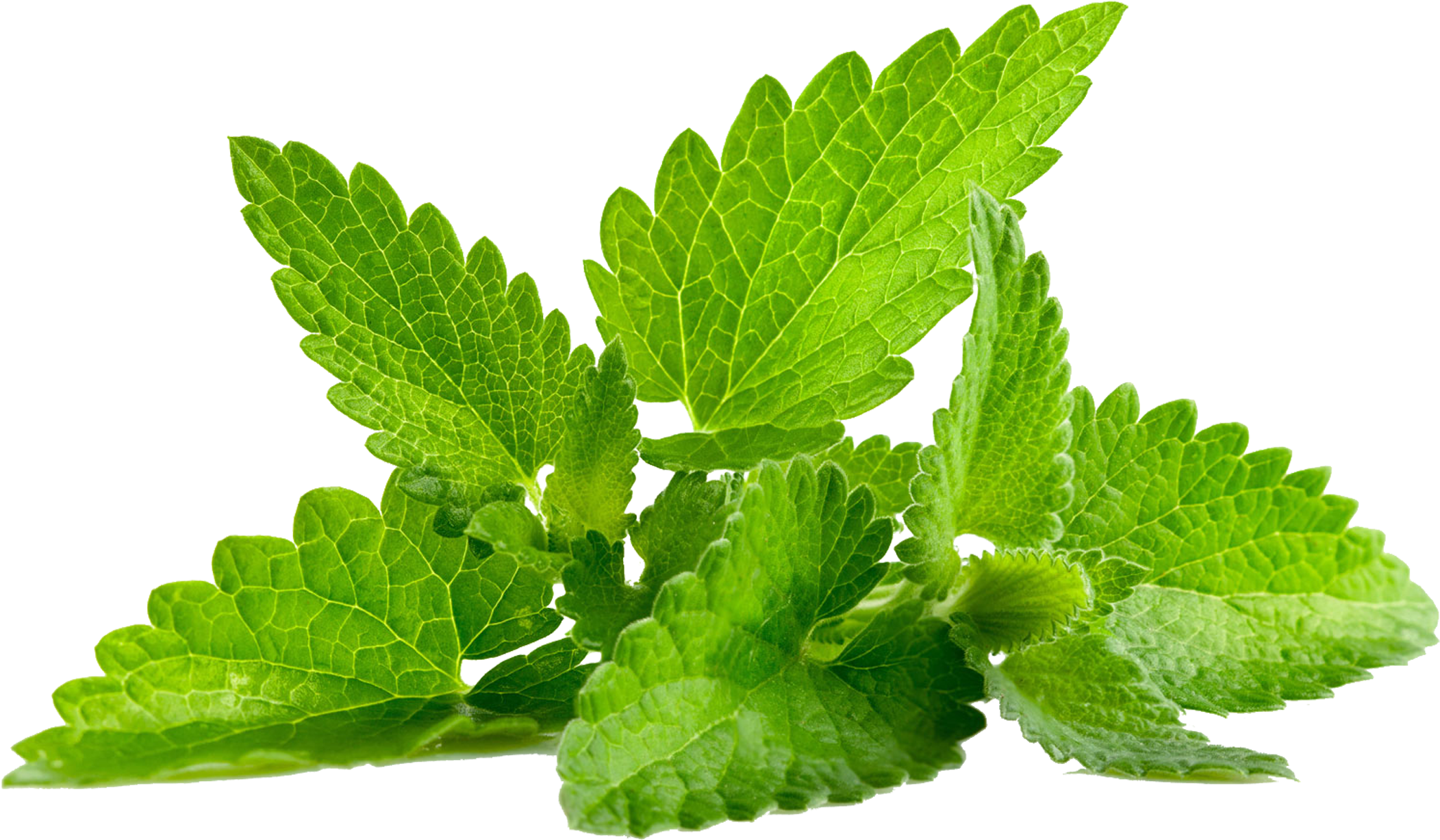 Mint Png Transparent (1600x1027), Png Download