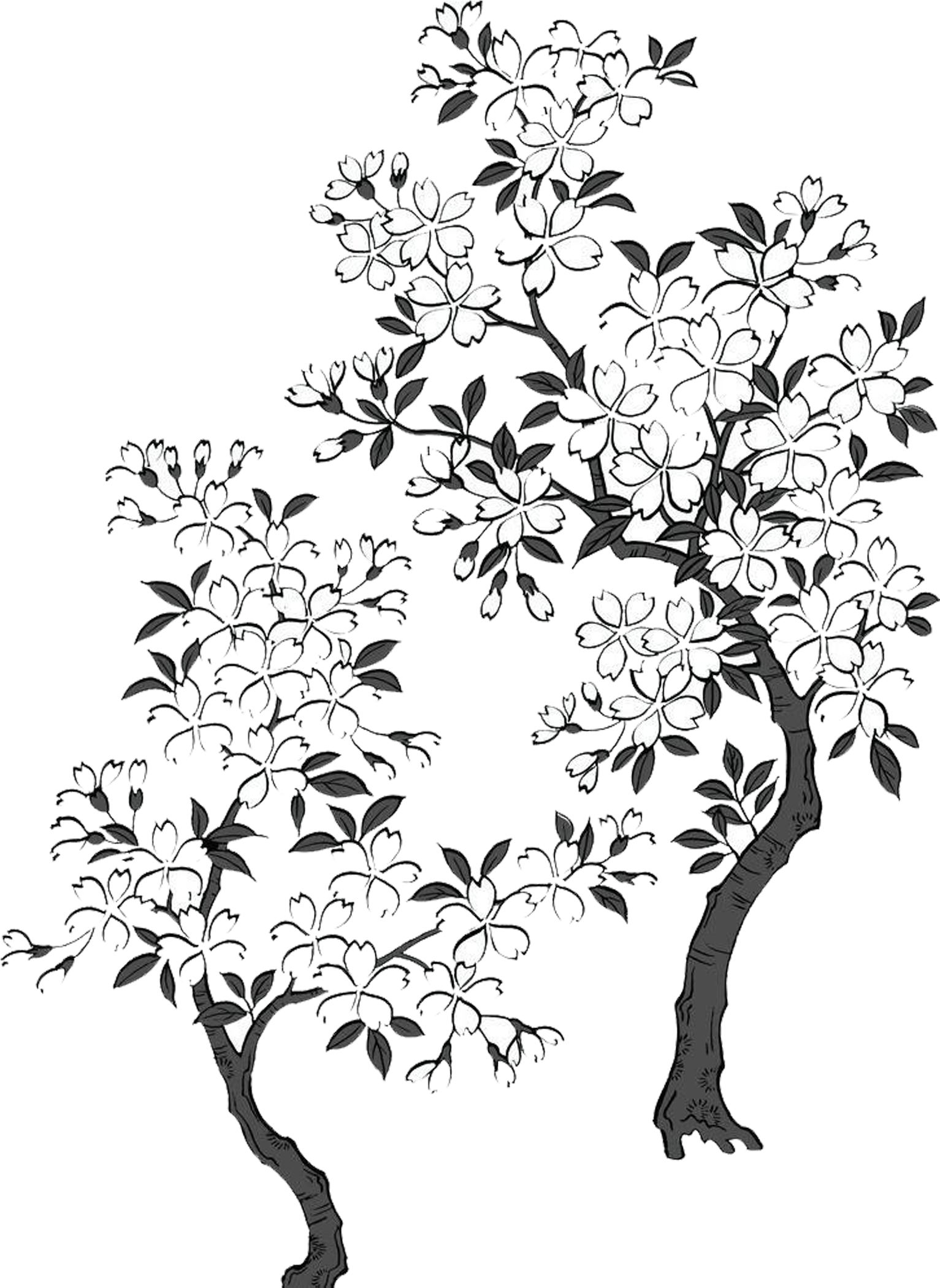 Bluejay Drawing Sakura Tree Clipart Transparent Download - Cherry Blossom (2362x2363), Png Download