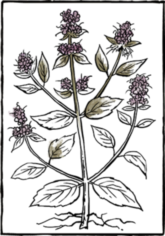Book Herb09 - Book (330x472), Png Download