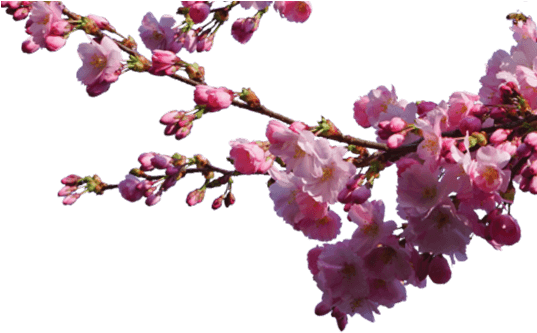 About Sakura - Cherry Blossom Branch Overlay (536x360), Png Download
