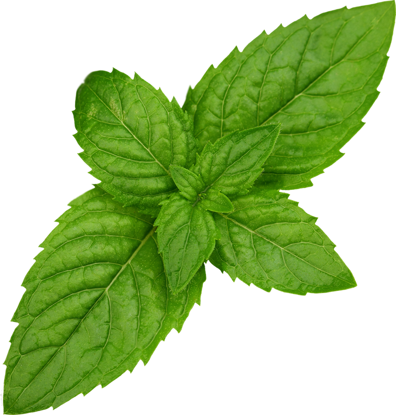 Mint Free Download Png - Mint Clip Art (800x839), Png Download