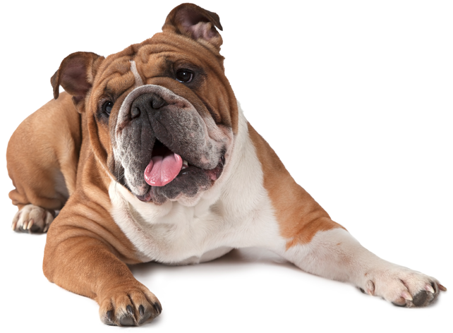 Bulldog Png Download Image - English Bull Dog Png (642x472), Png Download