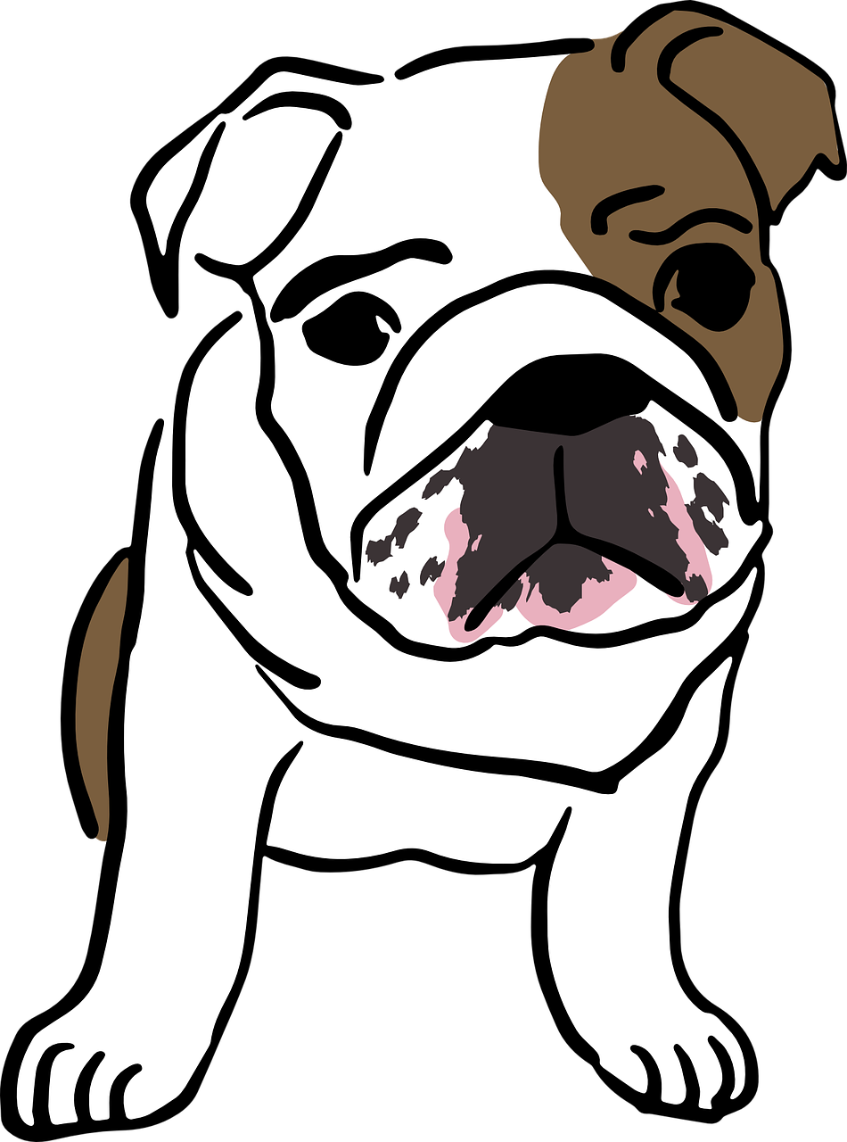 Drawing Bulldogs English Bulldog - Desenho De Bulldog Ingles (950x1280), Png Download