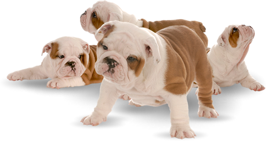 Royal Blue Frenchies - English Bulldog Puppies Png (545x289), Png Download