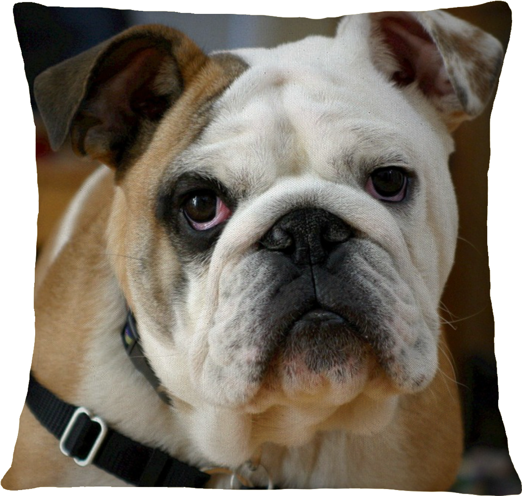 Bulldog Pillow Cover - Cute Bulldog Puppy, For The Love L For Your Thoughts, (1084x1036), Png Download