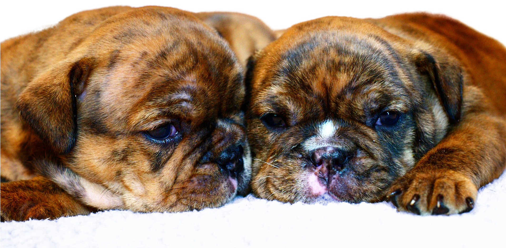 Bulldogs, Babies, Babys, Baby Baby, Infants, Little - Boxer (1920x1080), Png Download