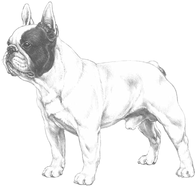 French Bulldog - French Bulldog Transparent Logo (800x800), Png Download