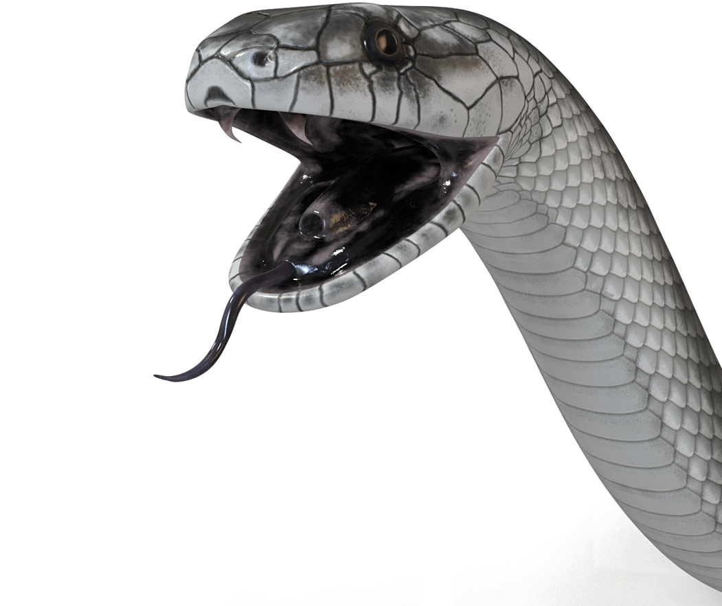 Black Mamba Snake Png High-quality Image - Mamba Snake Black Mamba Png (1050x1050), Png Download