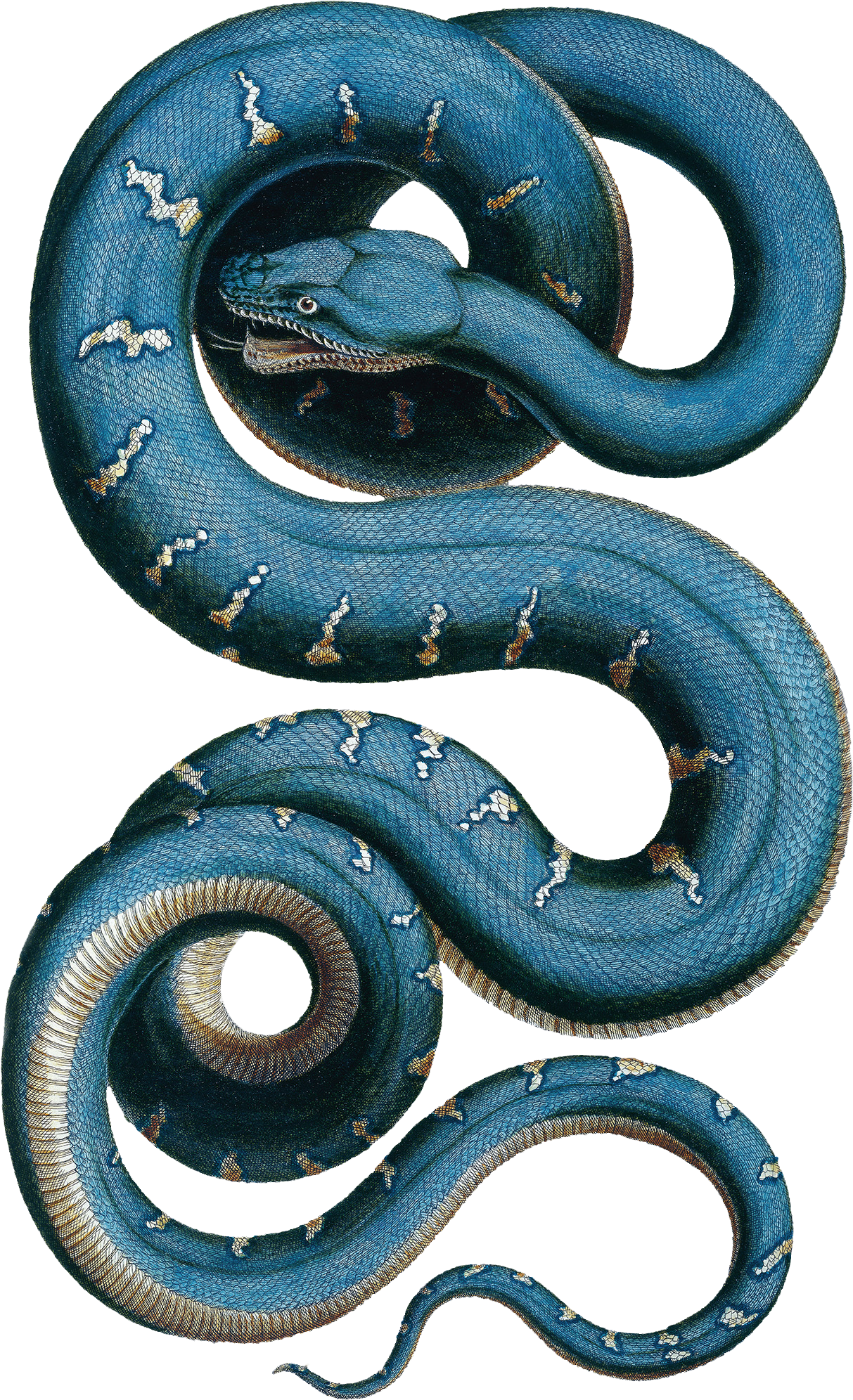 Wall Stickers Of Snake By Natural History Museum - Albertus Seba Snake (2304x2304), Png Download
