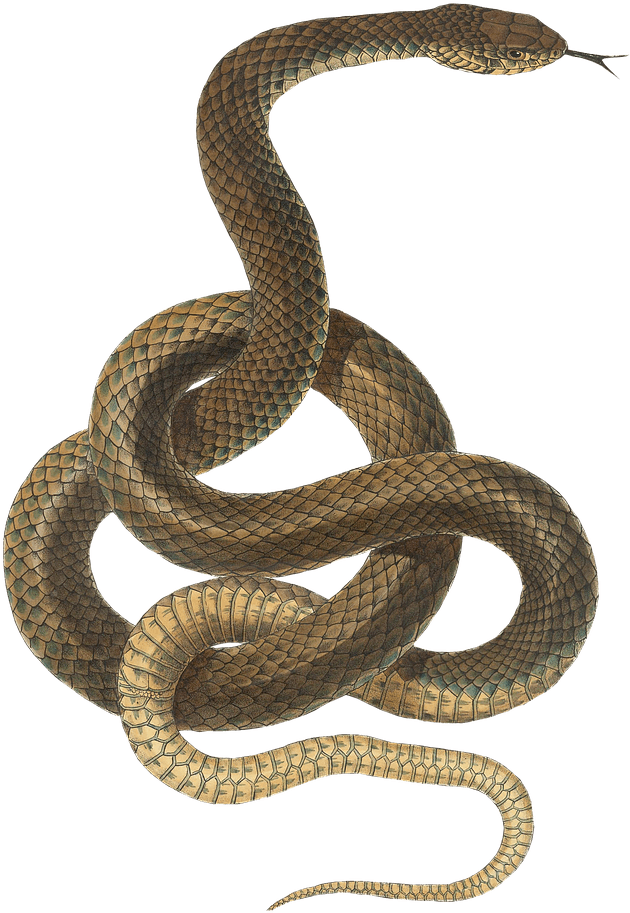 Animals - Snake Transparent Background (877x1280), Png Download