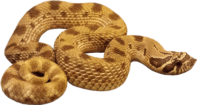 Serpiente Png (400x400), Png Download