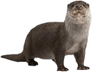 Full Size Otter - Otter Facts For Kids (400x400), Png Download