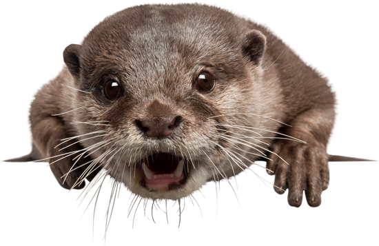 Png Black And White Download Free Premium Stock Photos - Asian Small Clawed Otter Transparent (550x357), Png Download