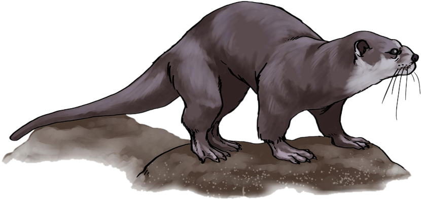 Otter Png Free Download - Otter Png (887x493), Png Download