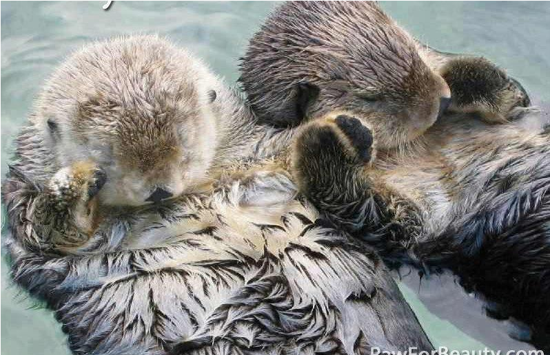 We Otter Hold Each Others Hands - Beaver Sleeping Holding Hands (800x800), Png Download