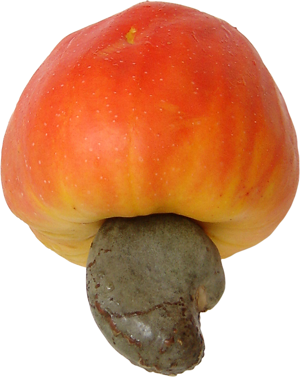 Cashew Brazil Fruit 3 - Cashew Fruit (613x770), Png Download