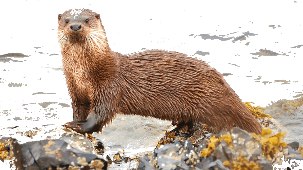 Otter Just Outside The Water - Mijbil The Otter Class 10 (976x549), Png Download