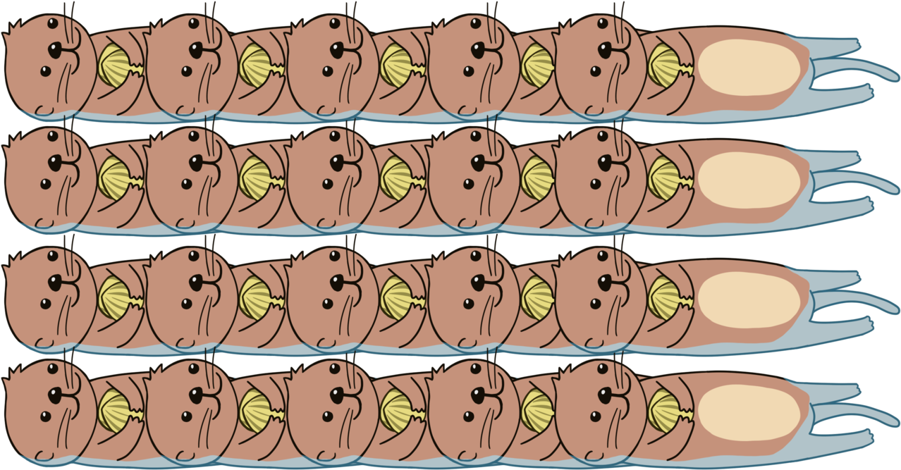 Sea Otter Clipart Transparent - Momotarou Sea Otter (1280x673), Png Download