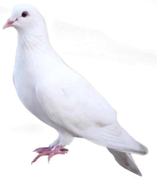 White Dove - Rock Dove (518x600), Png Download