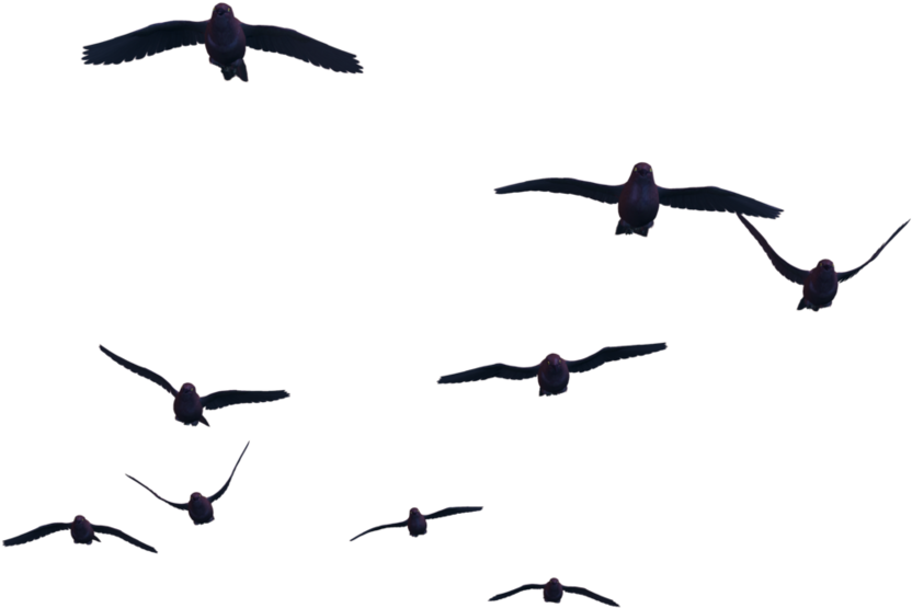 Flying Birds Transparent Png (850x692), Png Download