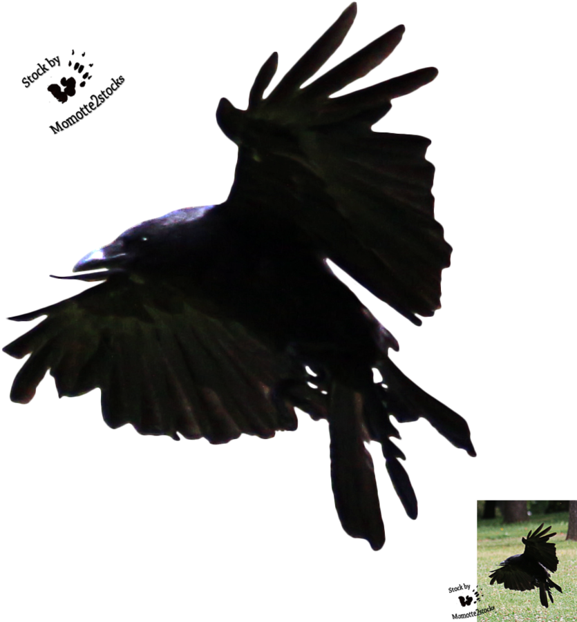 Flying Crow Silhouette Png Download - Flying Crow Line (868x921), Png Download