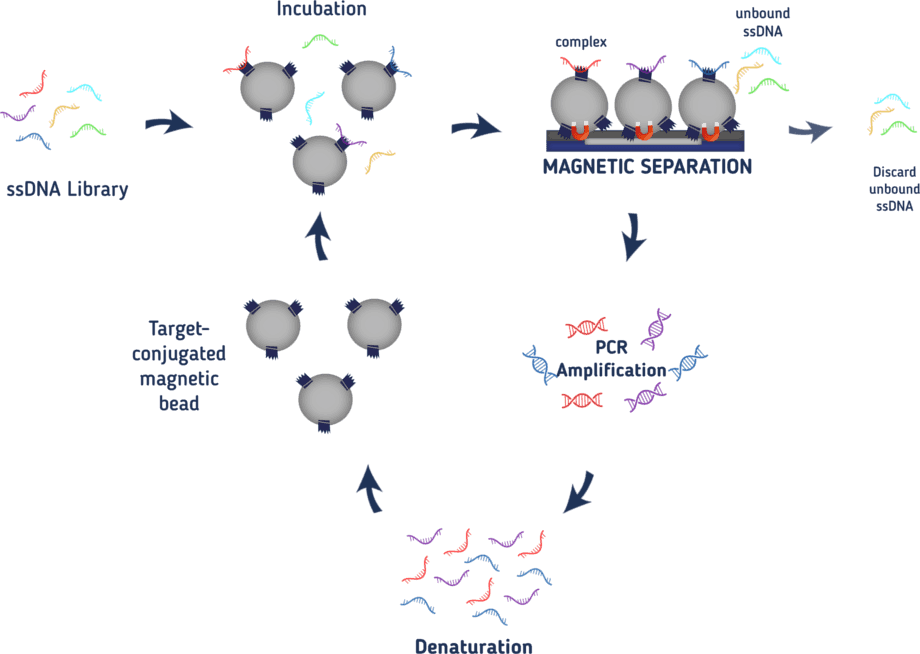Selex Process (920x654), Png Download