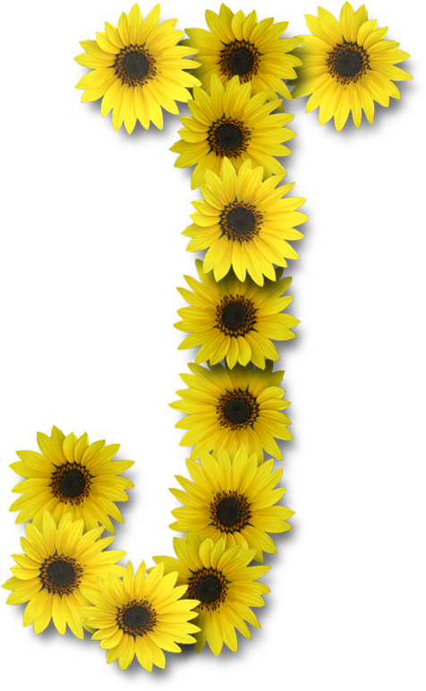 Alfabeto Sunflowers (476x772), Png Download