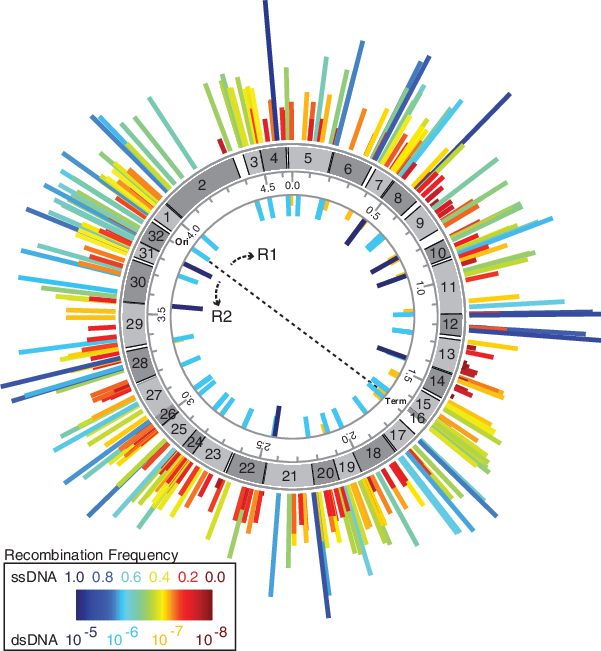 Frequency Map Of Oligo-mediated Tag (601x651), Png Download
