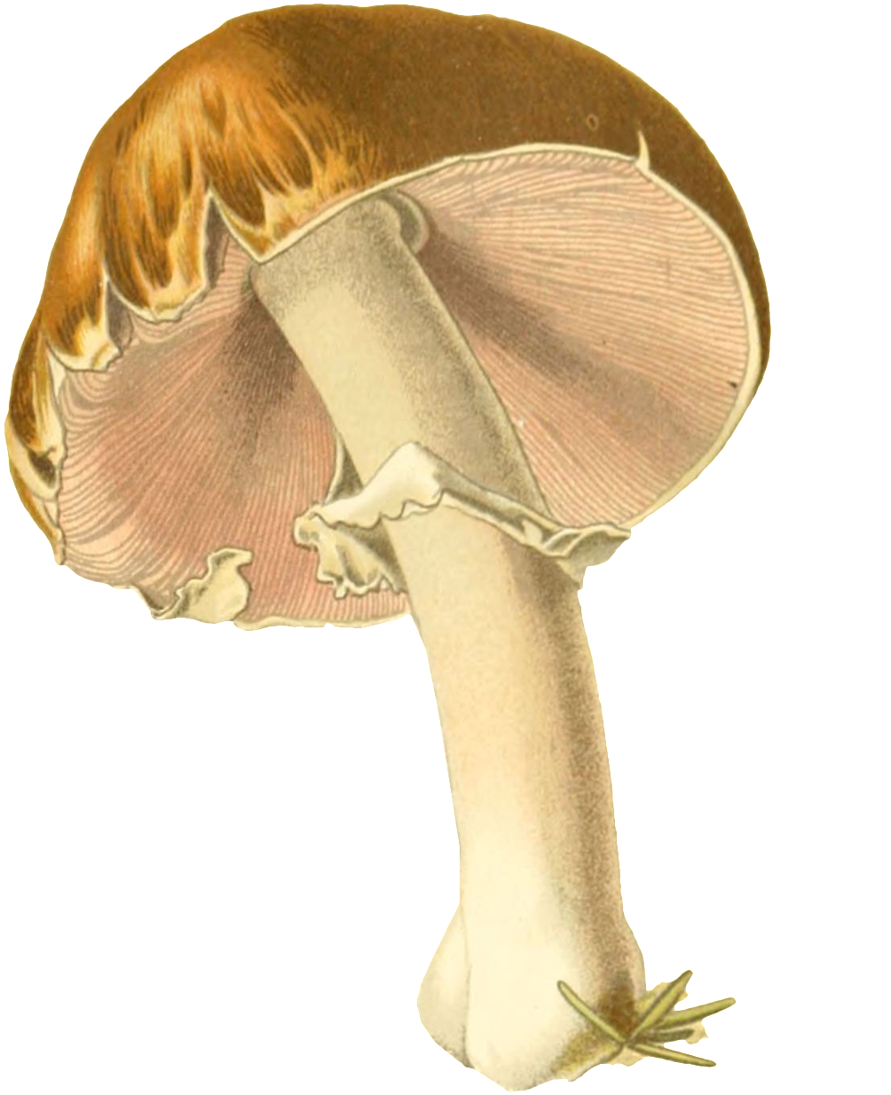 Paraguas Transparente Png Ornamentales Pintados A Mano (1024x1387), Png Download