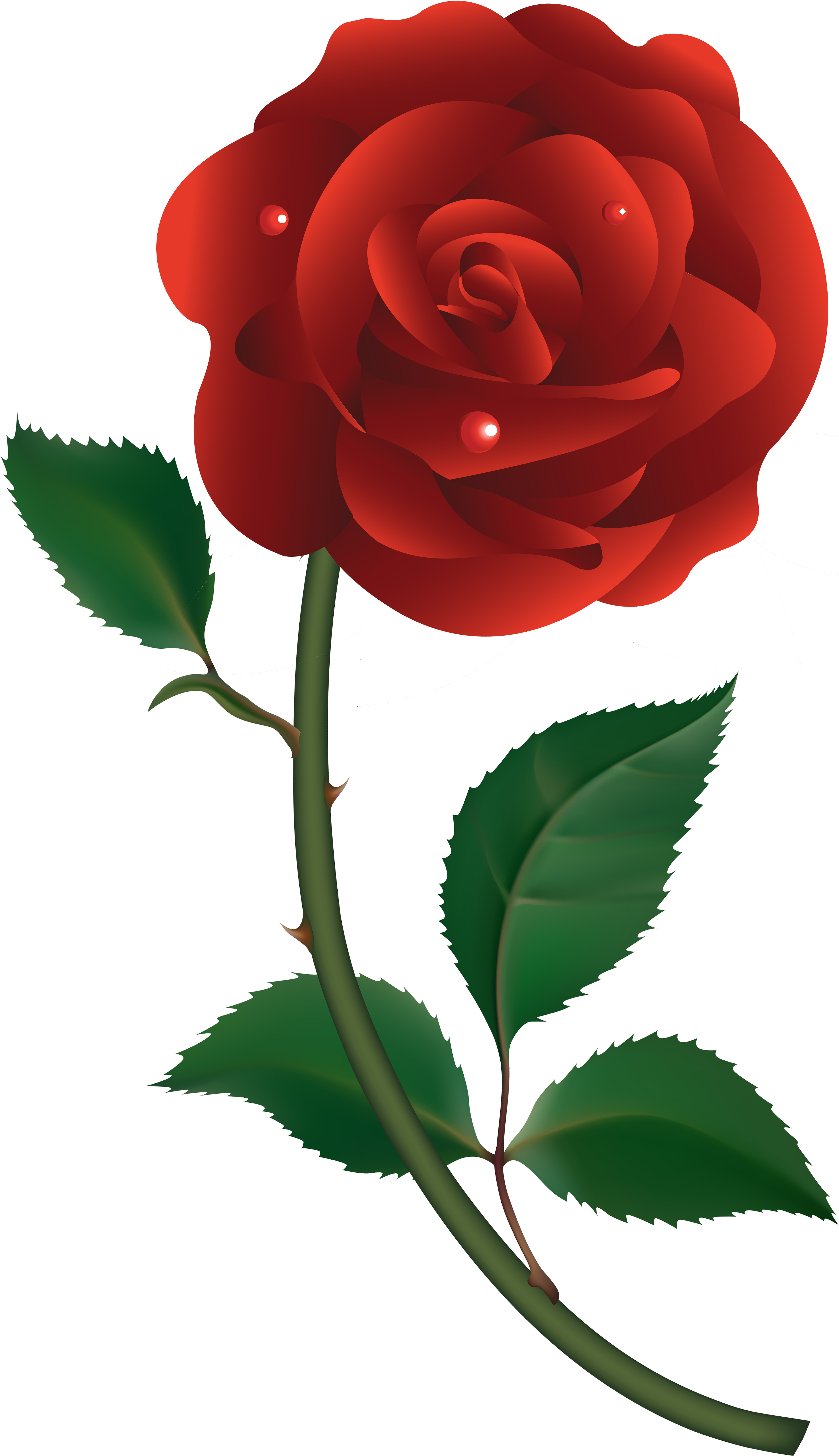 10 Roses Vector Png Files Images - Red Rose Vector Png (3155x5517), Png Download