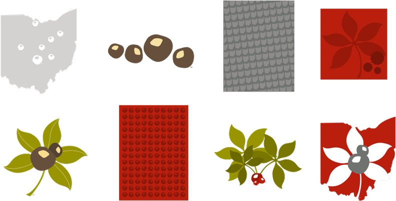 Ohio State Buckeye Leaf Clipart - Buckeye Nut And Leaf (950x411), Png Download