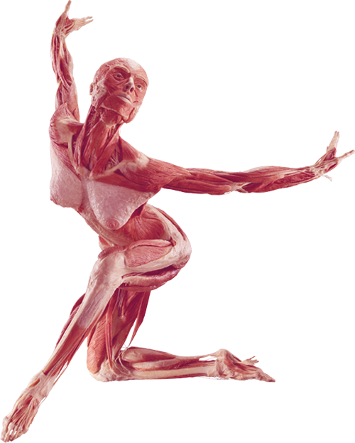 Dancer - Human Body Plastination (500x623), Png Download
