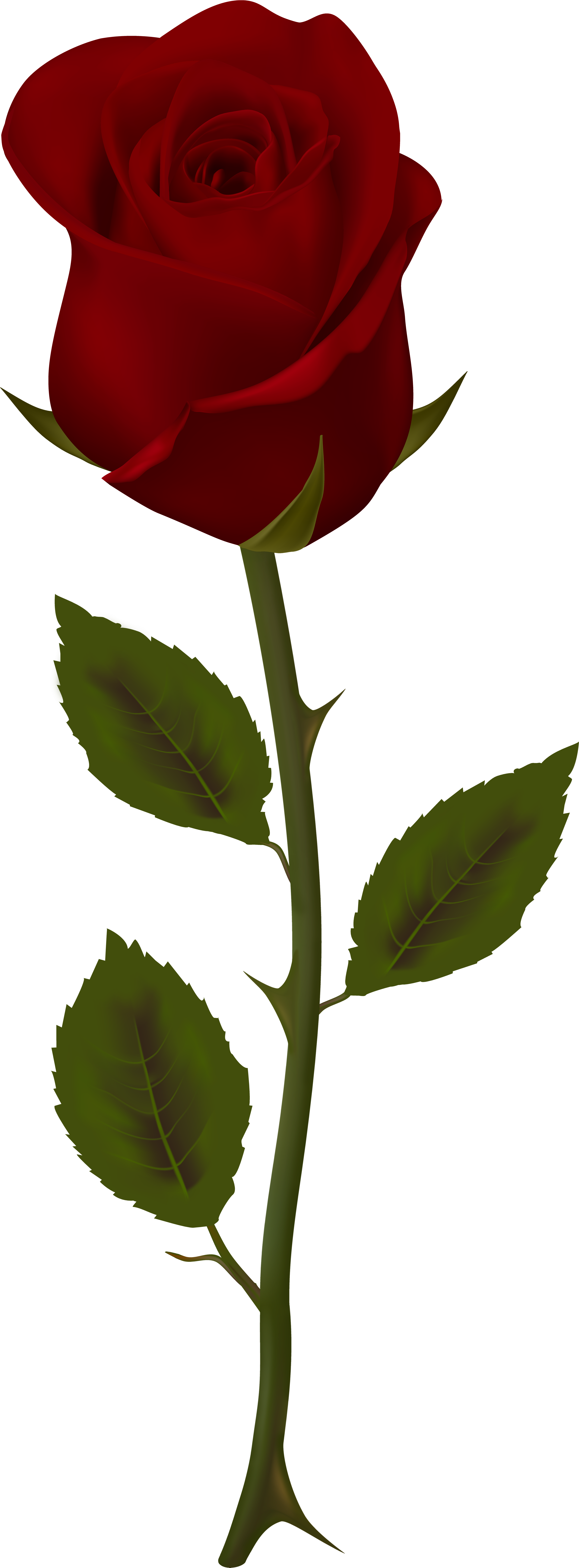 Dark Red Rose Transparent Png Clip Artu200b Gallery - Dark Red Rose Png (3057x8000), Png Download