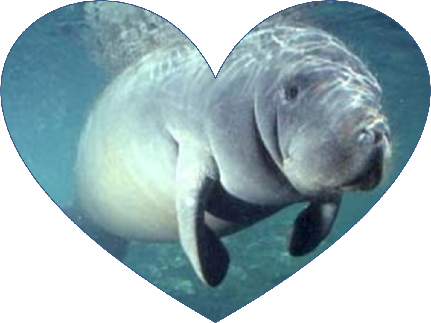Manatee Png (1441x1078), Png Download