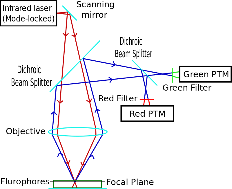 Diagram Of A Two-photon Excitation Microscope (800x651), Png Download
