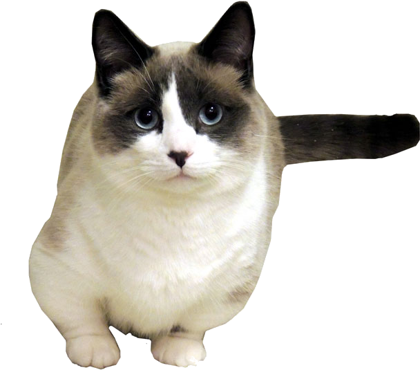 Transparent Cat Tumblr (615x566), Png Download