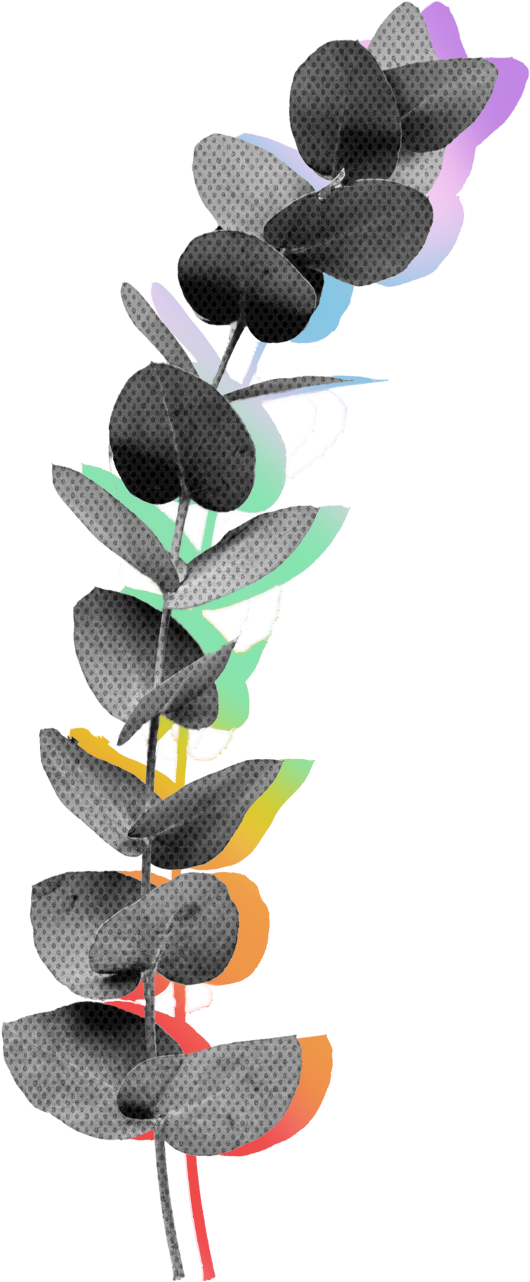 What Sets The Eucalyptus Apart Is That It's A Tree (1000x2018), Png Download