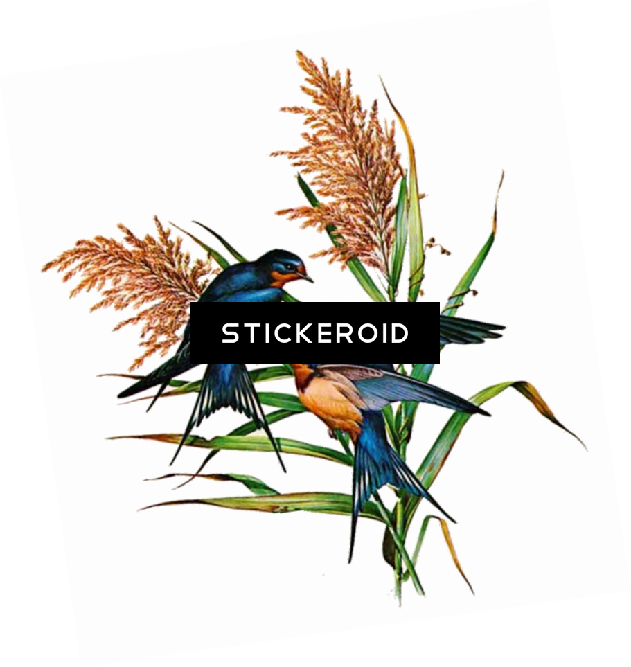 Barn Swallow Birds (911x963), Png Download