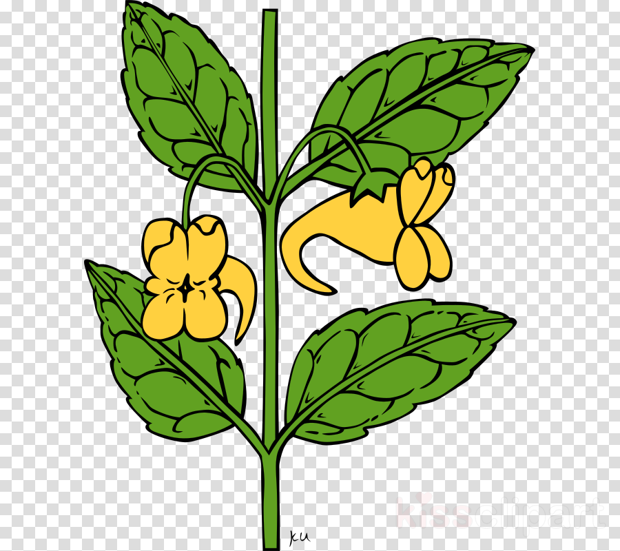 Outline Of A Flower Clipart Floral Ornament Cd-rom (900x800), Png Download