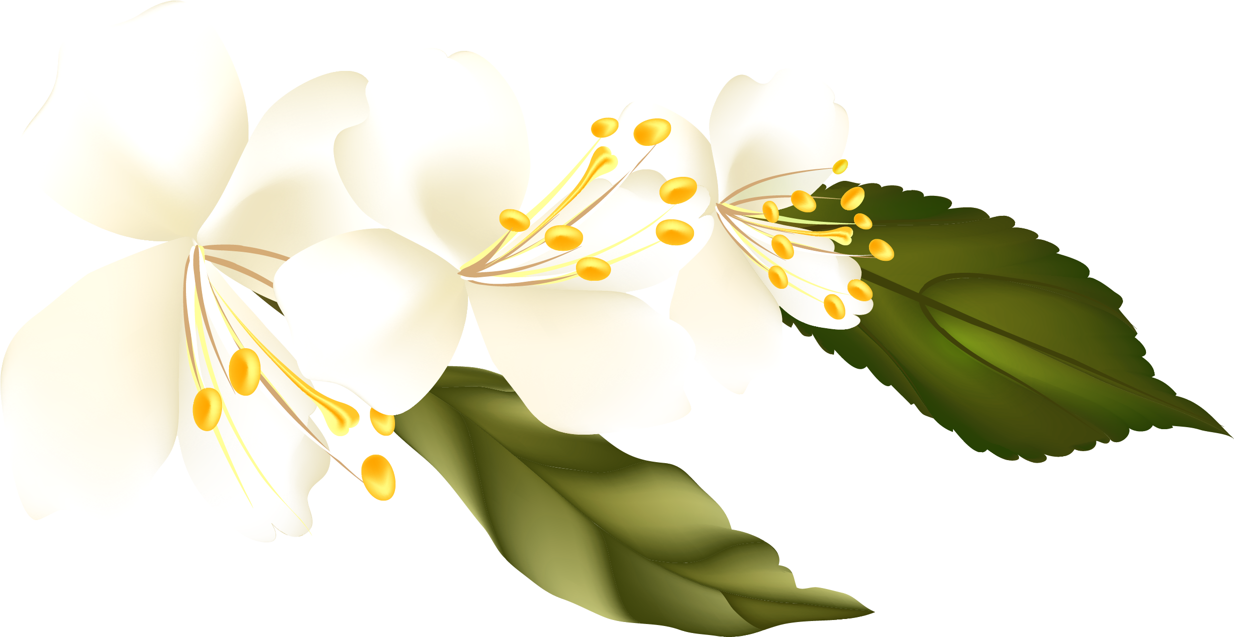 Branch Clipart Png (2565x1385), Png Download