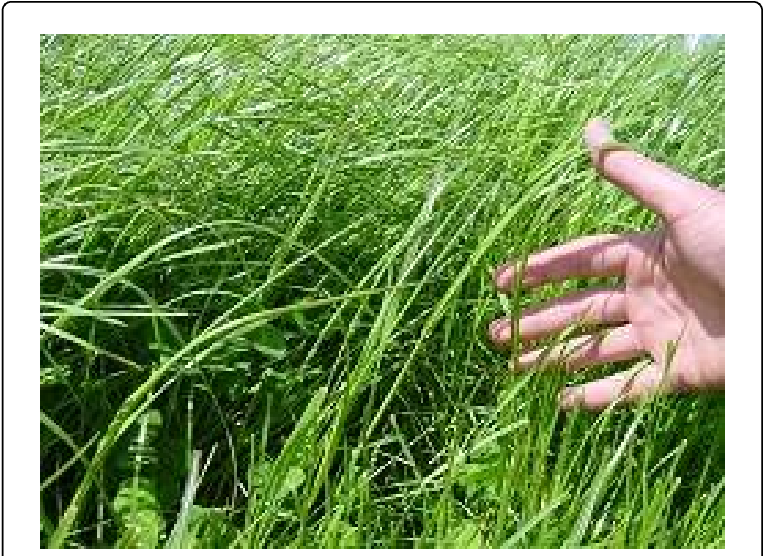 Summer Grassland Scene (769x559), Png Download