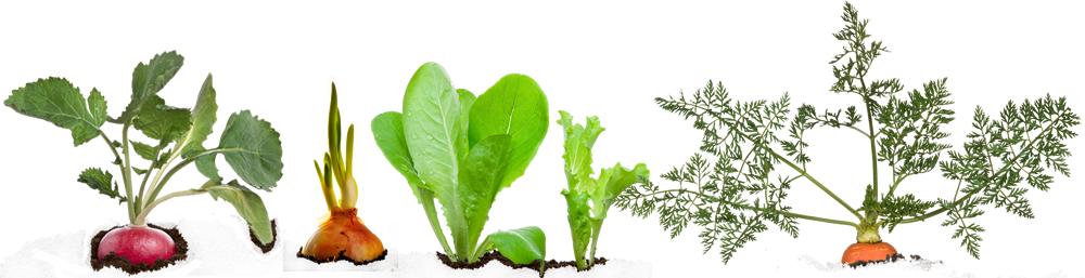 Vegetable Plant Png - Chard (1000x257), Png Download