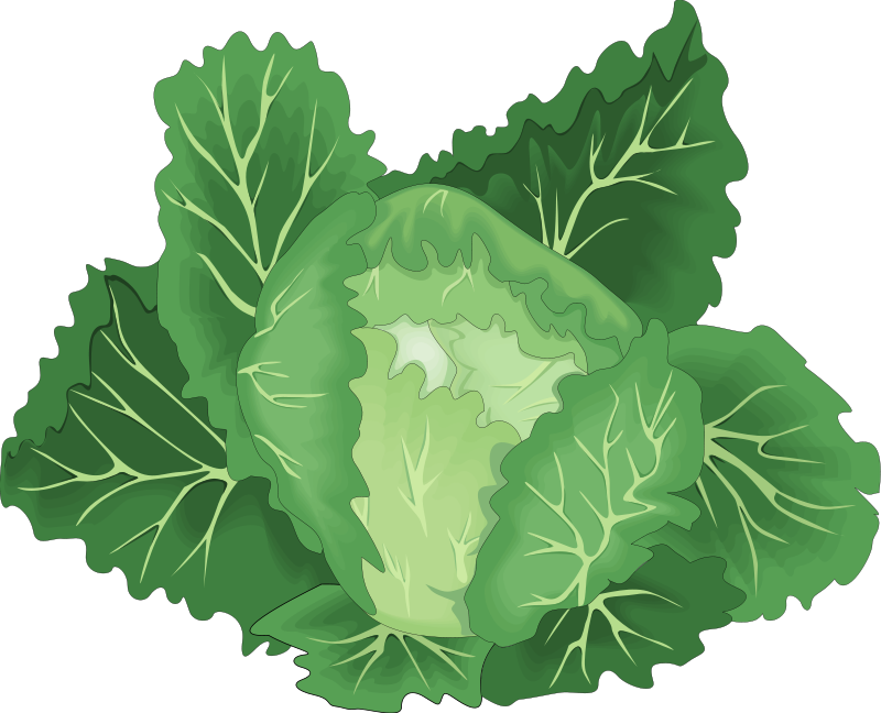 Png Black And White Library Collection Of Free Collards - Green Vegetable Vector Png (800x648), Png Download