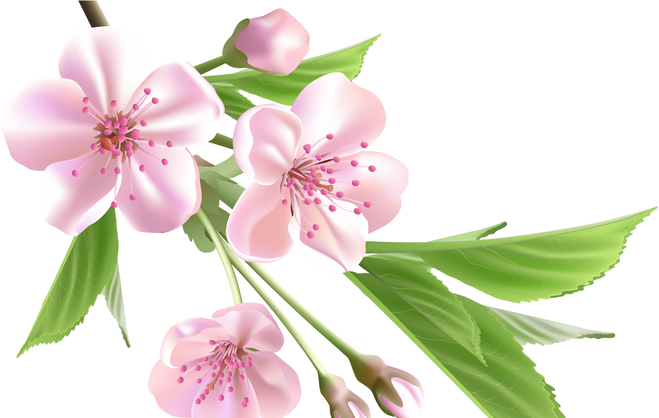 Sakura Flower Drawing Clip Art Library - Tree Pink Png (1368x855), Png Download