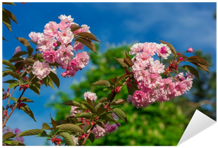 Beautiful Cherry Blossom , Pink Sakura Flower Sticker - Cherry Blossom (400x400), Png Download